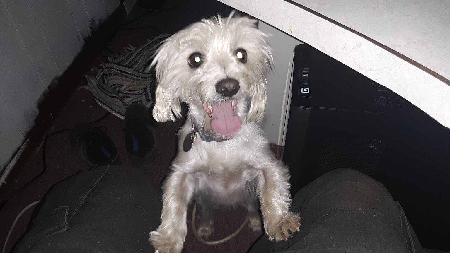 Professional dog sitting in Lake Norman area